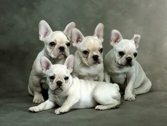 Puppies Wallpaper Butterfly For Desktop