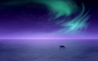 Aurora Borealis Alaska Snow Landscapes Polar Bears Wallpaper