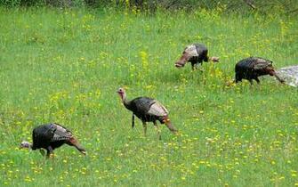 Description Wild Turkey Jpg