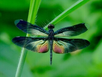 Colorful Dragonfly Wallpaper Desktop Background Computer