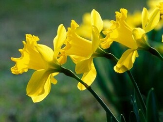 Flowers Wallpaper Delightful Daffodils