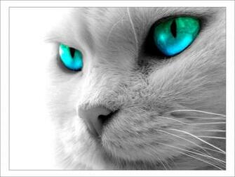 Cool Wallpaper Cat Background