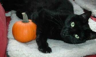Halloween Wallpaper Kitten