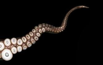 Octopus Tentacle HD Wallpaper Animals Better