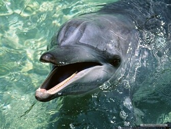 Wallpaper Animal Dolphin