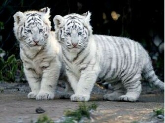 White Tigers Cubs Wallpaper Tiger