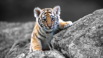 Cool Tiger Wallpaper