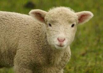 Where Is Wallpaper Sheep