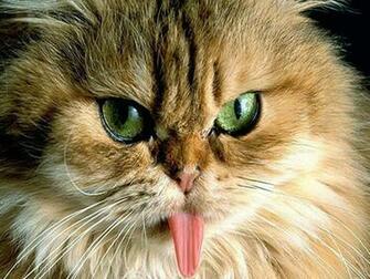 Wallpaper Funny Cats