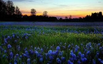 Wildflowers HD Wallpaper Wallpapercharlie