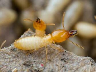 Best Termite Wallpaper