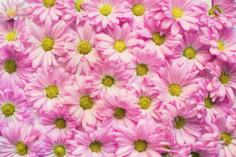 Pink Flowers Aesthetic Wallpaper
