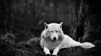 White Wolf Wolves HD Wallpaper Full Size