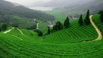 Beautiful Green Tea Gardens HD Wallpaper