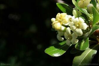 Flower Box By Puckpup High Resolution HD Wallpaper Of Flowers Plants
