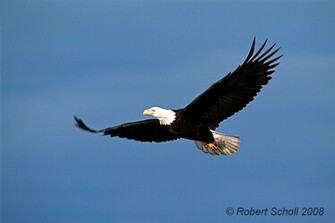Photography American Bald Eagle Pictures Flying Photo