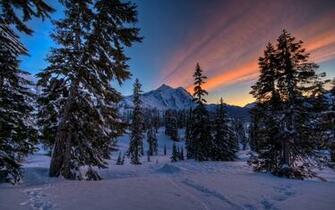 Snowy Pine Trees Wallpaper
