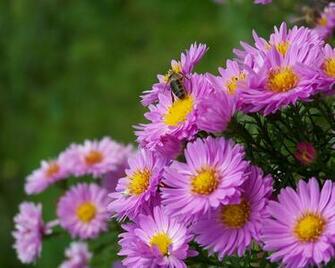 Autumn Flowers Wallpaper By Seawhisper Customization