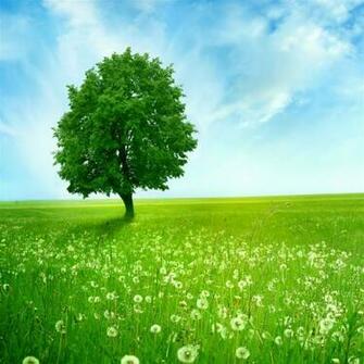 Field Summer iPad Air Wallpaper iPhone