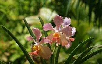 Orchid Wallpaper Beautiful Orchids In Widescreen