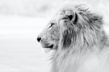 Lion Wallpaper HD Hq