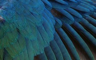 Christine Pendred On Feathers Feather Wallpaper