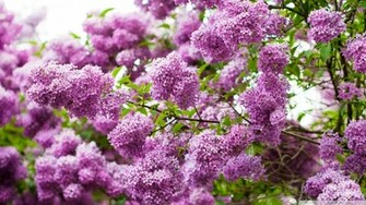 Lilac Blossom Wallpaper