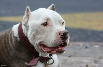Pitbull Dog Wallpaper