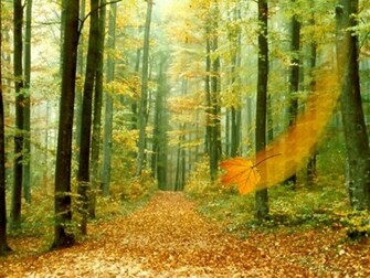 Fall Forest Background Background Desktop