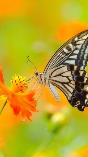 Wallpaper Butterfly 5k 4k Colorful Flowers Yellow