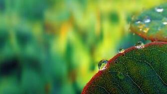 Beautiful Wallpaper Nature S Dew