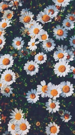 Chantilly Sunflower Wallpaper Beautiful Flowers