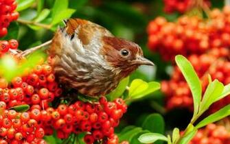 Fruits Beautiful Bird Exotic HD Wallpaper The Database