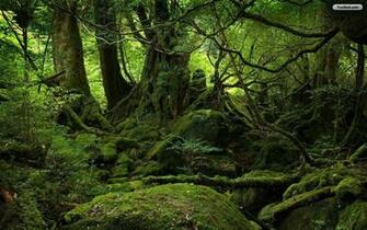 Inside The Forest Wallpaper