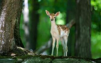 Nature Animals Forest By Fourwallsonly HD Photo Wallpaper Scrensaver