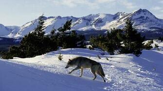 HD Grey Wolf Wallpaper Nature