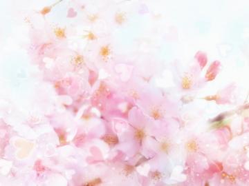 Cherry Blossom Wallpaper