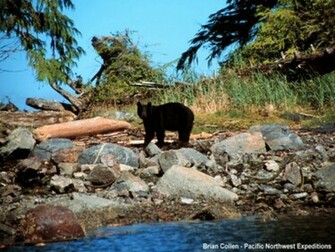 Bears Wallpaper