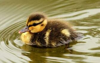 Wallpaper Duckling