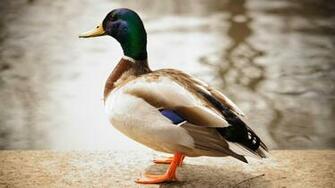 Ducks HD Wallpaper