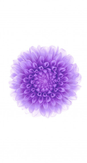 Purple iPhone Wallpaper