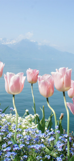 Tulip iPhone Wallpaper
