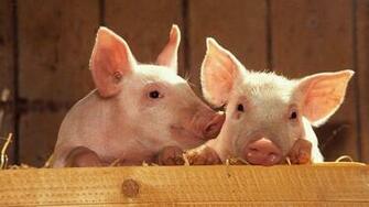 Cute Pig Wallpaper