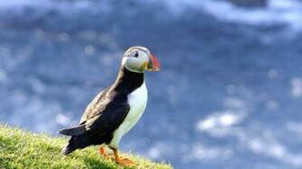 Puffin Wallpaper HD Desktop