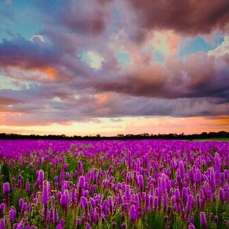 Purple Flowers Everywhere iPad Air Wallpaper Id