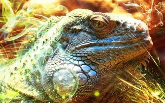 Iguana Wallpaper