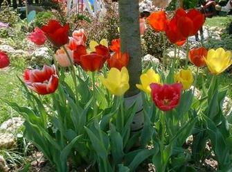 As Background Spring In Indiana