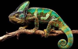 Chameleon Random Photographs And Video Web
