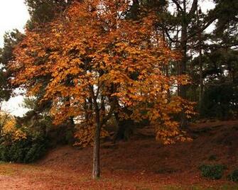 X Photo Autumn Desktop Wallpaper Fall011
