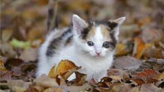 Wallpaper Cats Of Cat